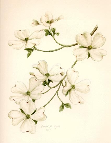 425x546 Dogwood Tree Drawing Collection