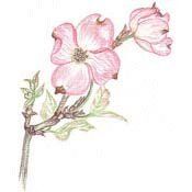 175x175 Dogwood blossom drawing My Style Drawing Tattoos