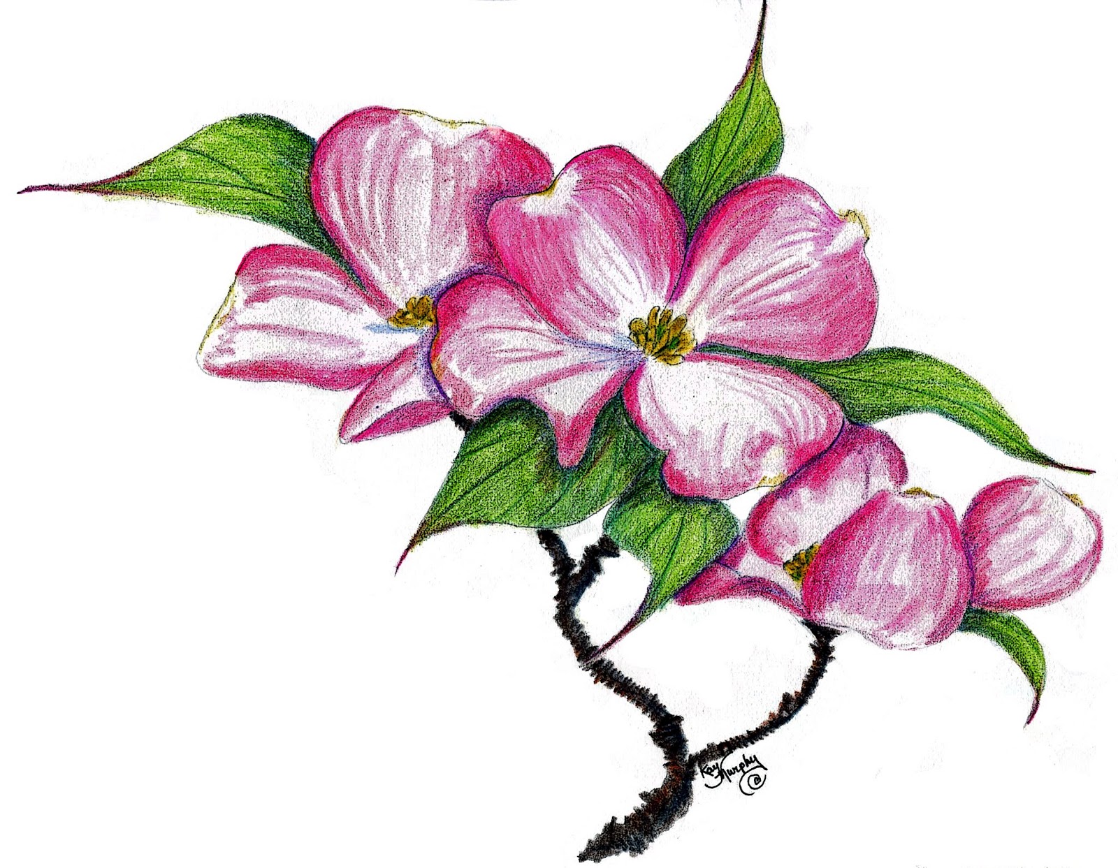 1600x1243 Dogwood Blossom Pink Tatoo Just Finished This Colored Pencil