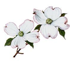 236x207 Dogwood Drawing Show Me A Drawing Of A Dogwood Blossom