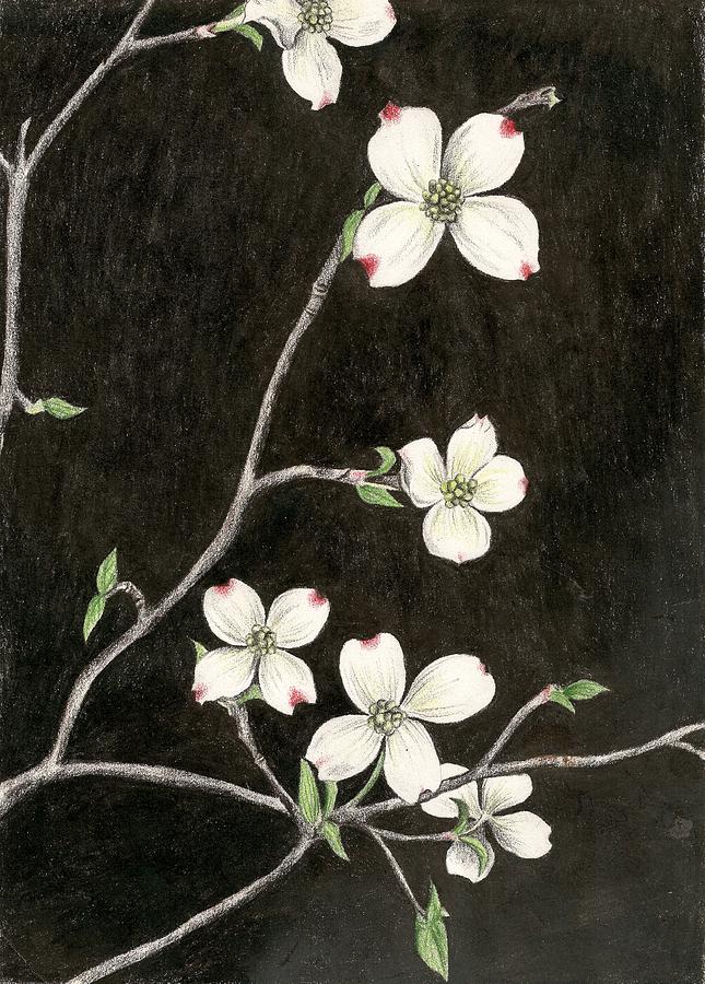 645x900 Dogwood Drawing By Courtney Trimble