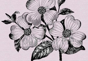 300x210 Dogwood Flower Drawing