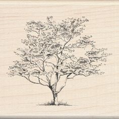 236x236 Dogwood Tree Drawing Collection