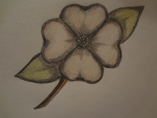 520x390 How To Draw A Dogwood Flower Feltmagnet