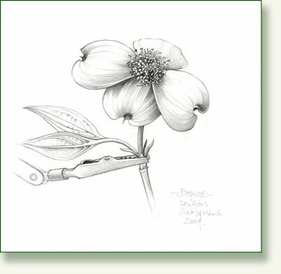 400x390 Pencil And Leaf Leaf Of The Day Dogwood, Bracts Not Petals.