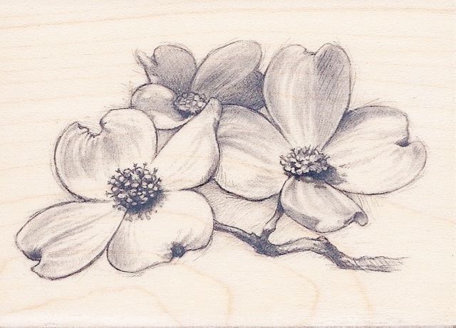 640x461 Dogwood Tree Sketch