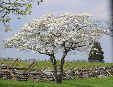 374x289 Eternitrees Biodegradable Urns For Pets Amp People