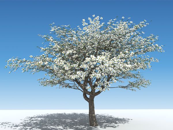 600x450 Plant A Tree Memorial Memorial Ideas Dogwood Trees