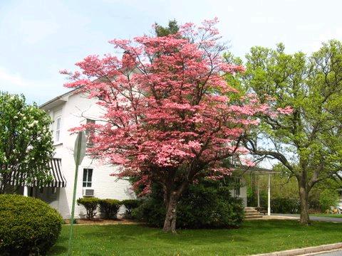480x360 The John Updike Society The Dogwood Tree March 18, 1932