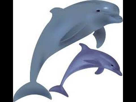 480x360 How To Draw A Cartoon Dolphin