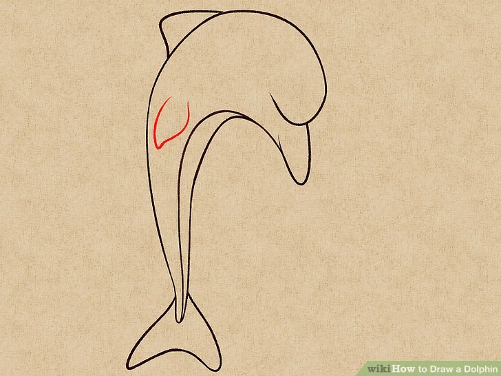728x546 How To Draw A Dolphin 14 Steps (With Pictures)