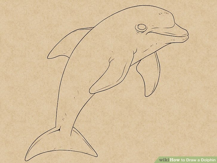 728x546 How To Draw A Dolphin 14 Steps (With Pictures)