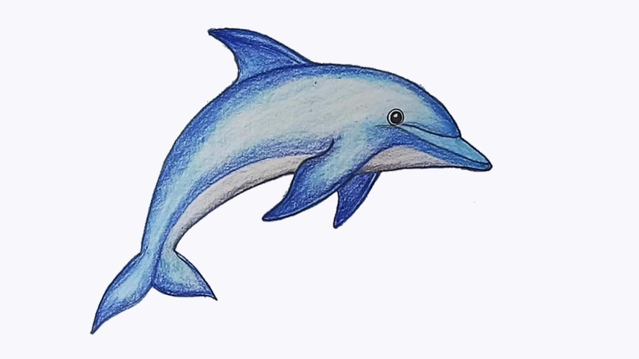 1280x720 How To Draw Dolphin Step By Step