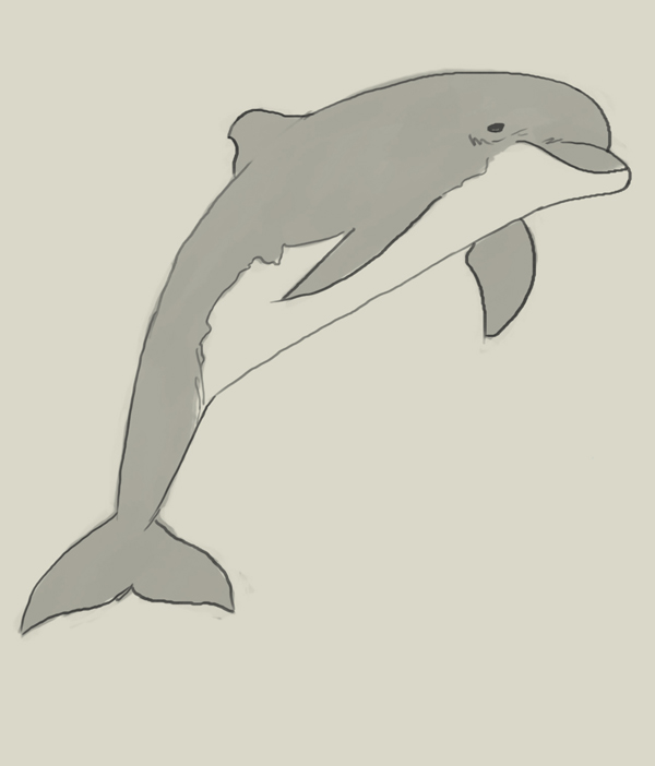 600x702 How To Draw Dolphin
