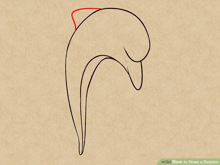 728x546 How To Draw A Dolphin 14 Steps (With Pictures)