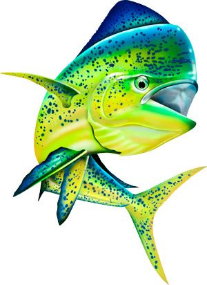 300x412 Jumping Mahi Mahi (Dolphin Fish) Illustration Photoshop Clipart