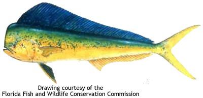 400x193 Dolphin Fish Mahi Mahi Dorado Drawing Courtesy Of The Florida Fish