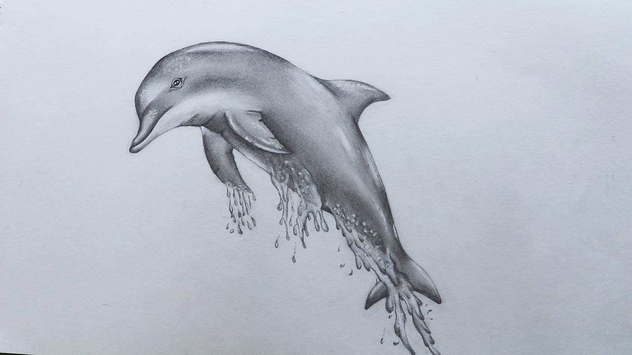 Dolphin For Drawing at GetDrawings | Free download
