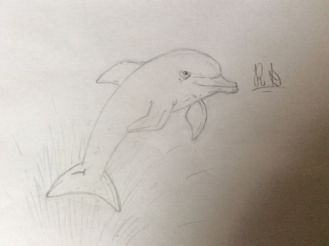670x500 How To Draw A Dolphin 14 Steps (With Pictures)