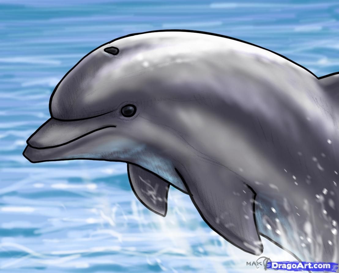 1108x893 How To Draw A Jumping Dolphin, Step By Step, Sea Animals, Animals