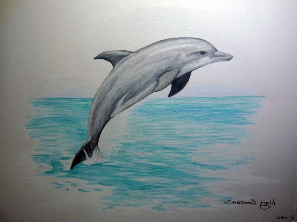 1024x768 Simple Dolphin Drawing Pictures To Draw How A Drawings