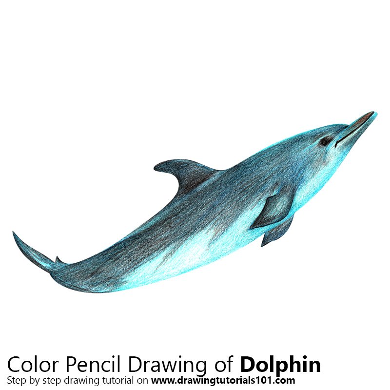 Dolphin Pencil Drawing at GetDrawings | Free download