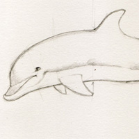 200x200 Create A Dolphin In Four Easy Steps