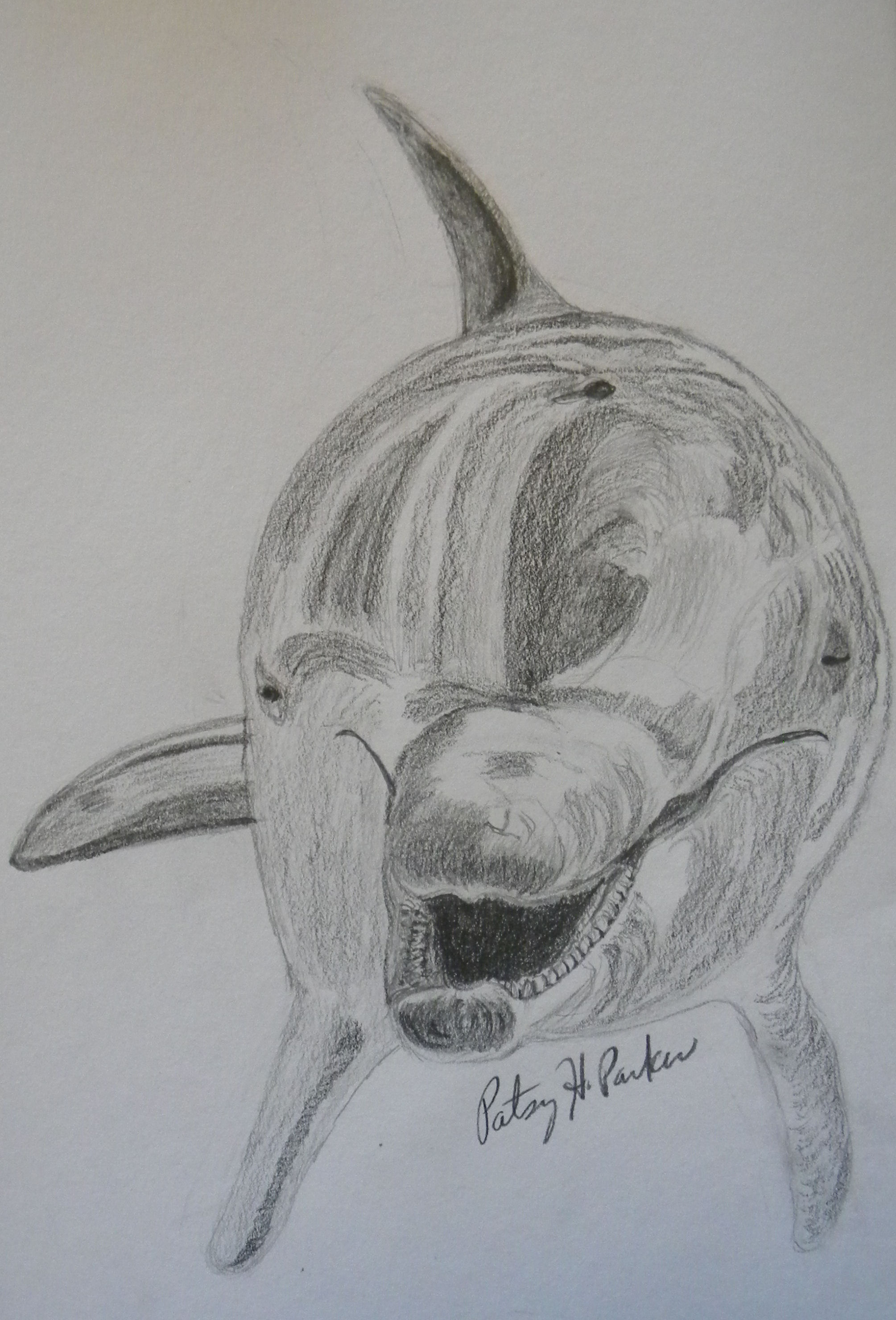 2009x2960 Dolphin Drawing