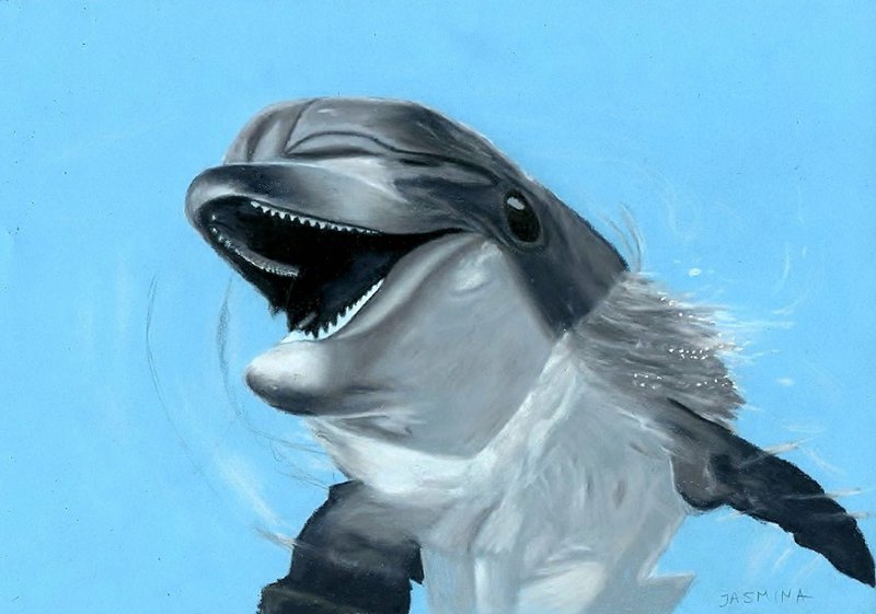 800x561 Dolphin Drawing