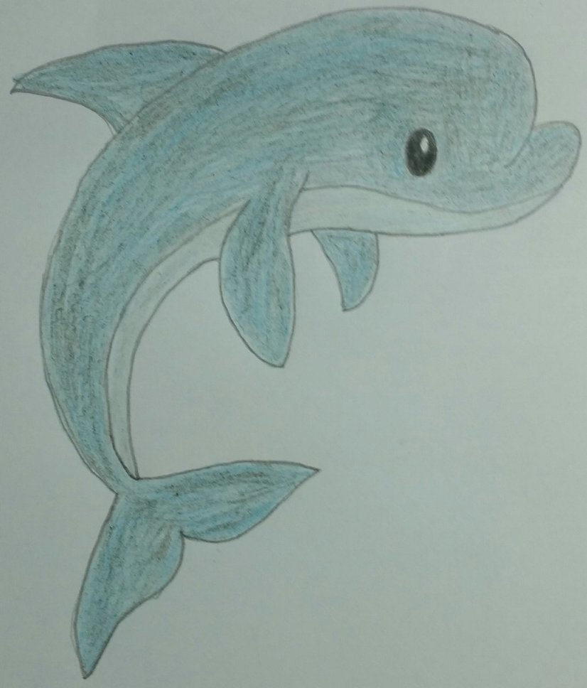 826x968 Dolphin Drawing By Jcpag2010