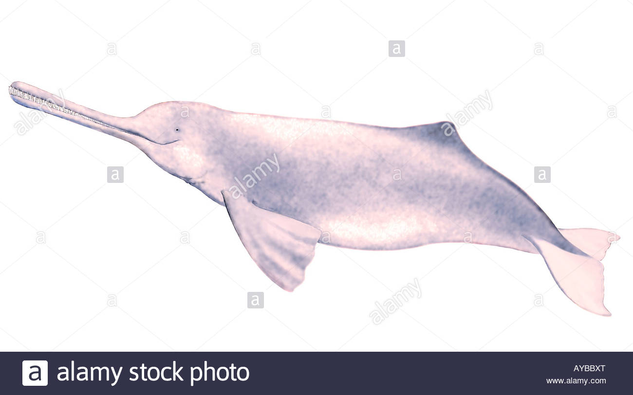 1300x812 Ganges River Dolphin (Platanista Gangetica), Drawing Stock Photo