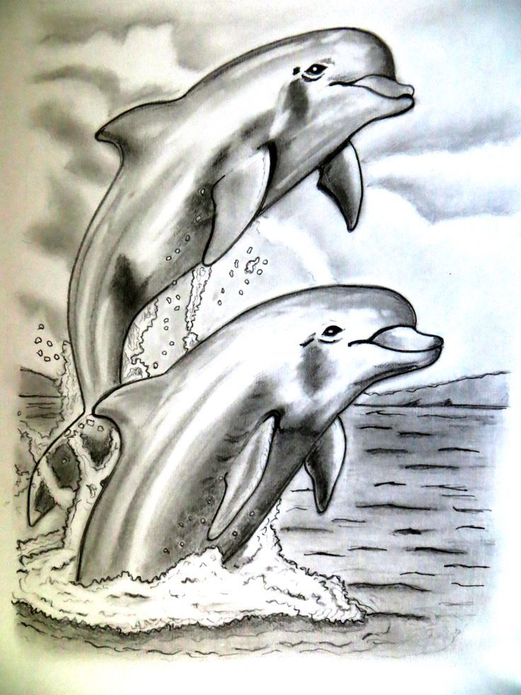 736x981 7 Best Dolphins Images On Dolphins, Dolphin Drawing