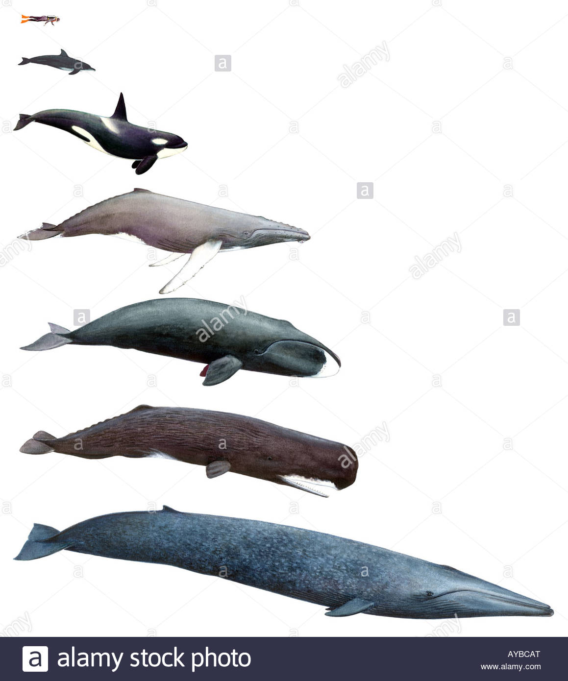 1159x1390 Different Whales And Dolphins, Drawing Stock Photo 17054591