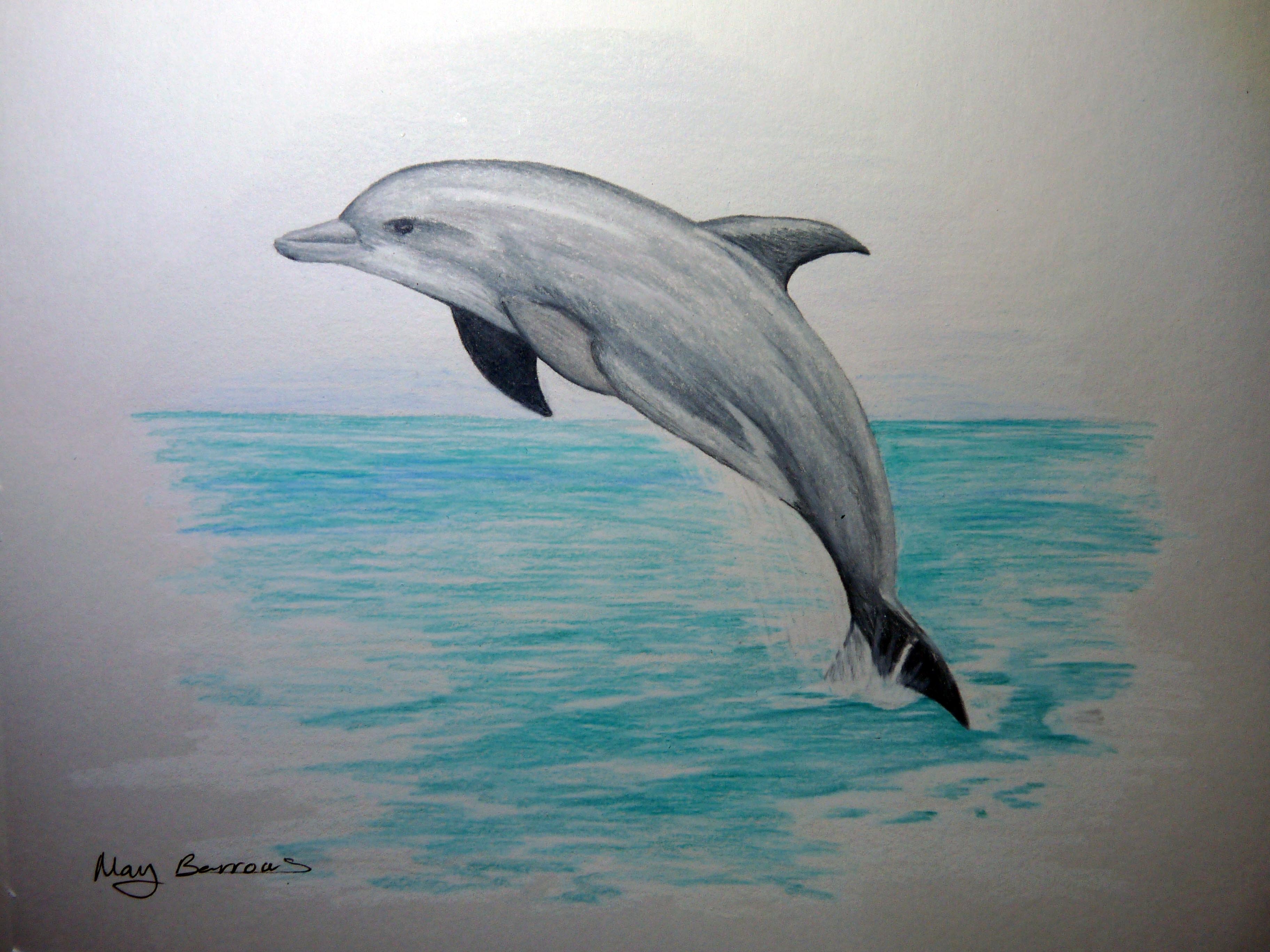 3648x2736 Largest What Color Is A Dolphin Pencil Drawings Of Dolphins 1000