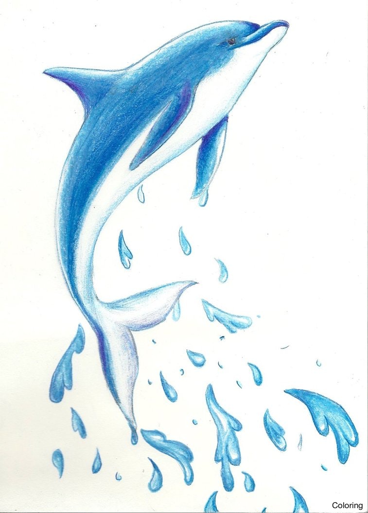 757x1055 Simple Dolphin Drawing Pictures To Draw How A Drawings