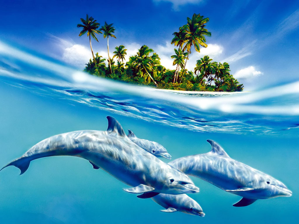 1024x768 Blue Dolphins Drawing Dolphinz Dolphin Drawing