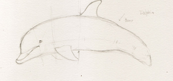 600x281 Dolphin Drawings