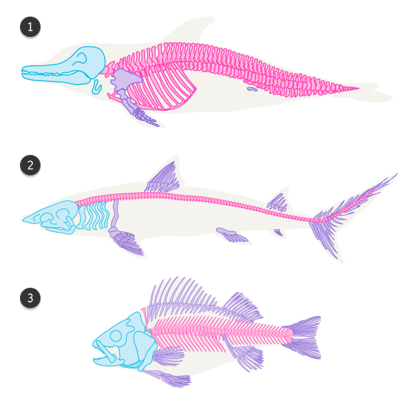 600x600 How To Draw Animals Dolphins, Whales, And Porpoises