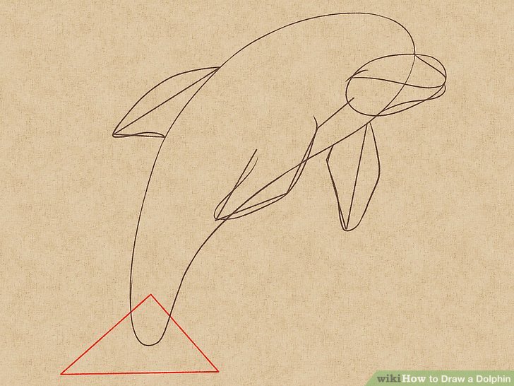 728x546 How To Draw A Dolphin 14 Steps (With Pictures)