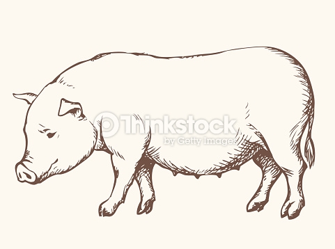481x358 Pigs Drawing