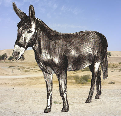 400x386 How To Draw A Donkey