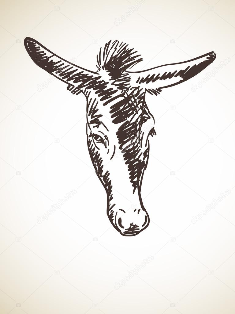 768x1024 Sketch Of Donkey's Head Stock Vector Olgatropinina