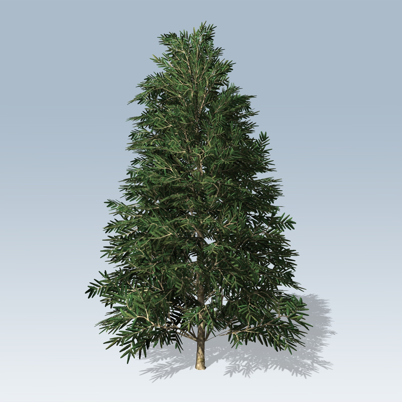 1280x1280 Fraser Fir (V7)