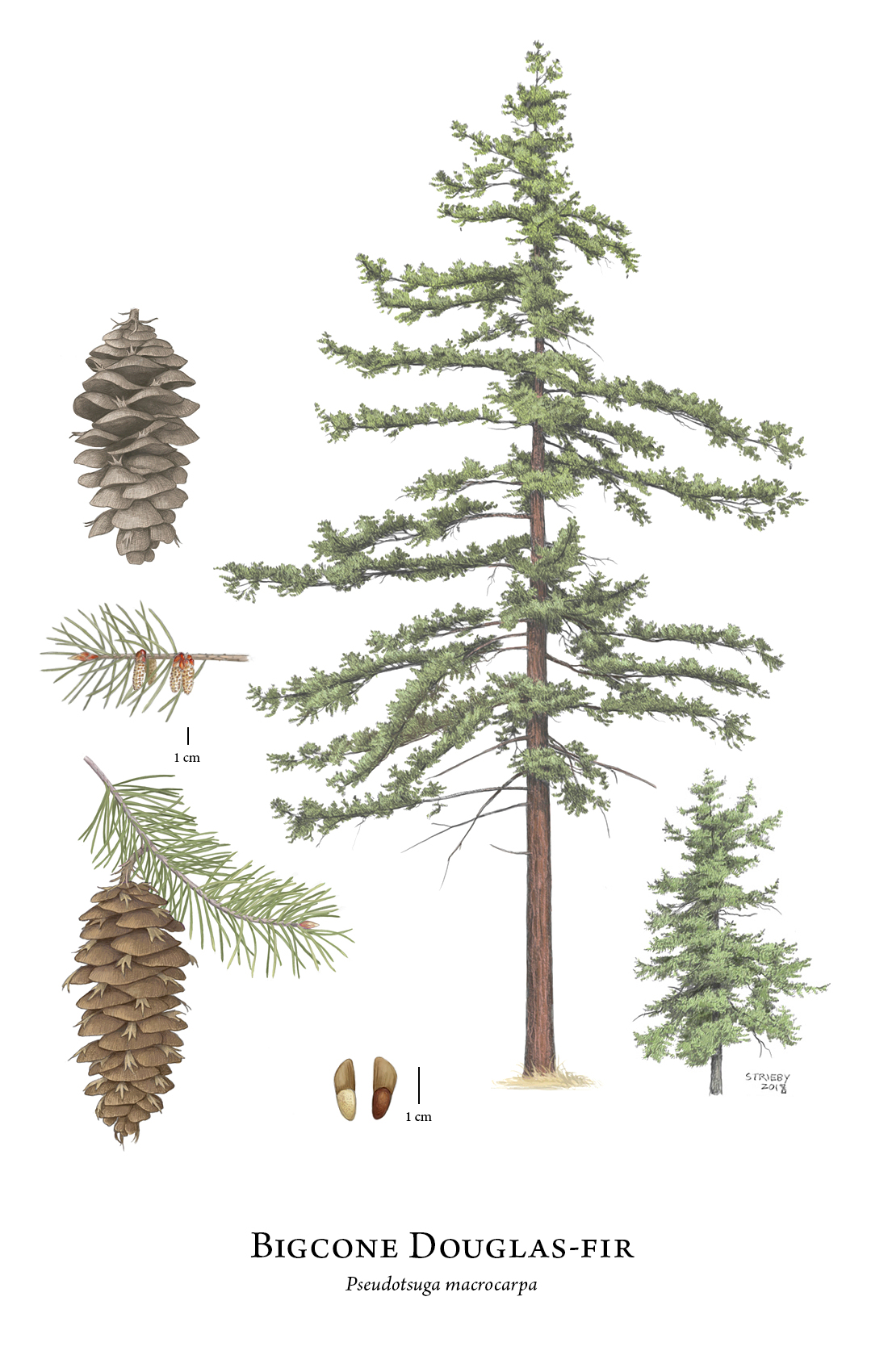 1100x1700 Pseudotsuga Macrocarpa (Bigcone Douglas Fir) Description