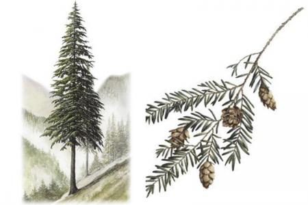 450x300 Western Hemlock