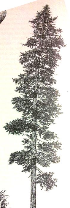 236x700 Douglas Fir Drawing