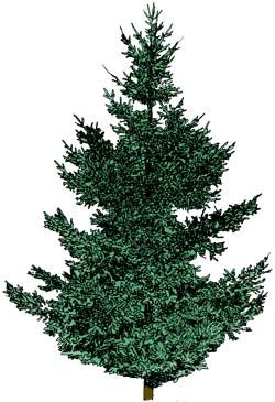 250x365 An Illustration Of A Douglas Fir Tree. Tattoo Goals