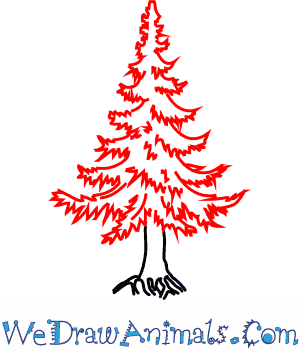 300x350 How To Draw A Fir Tree