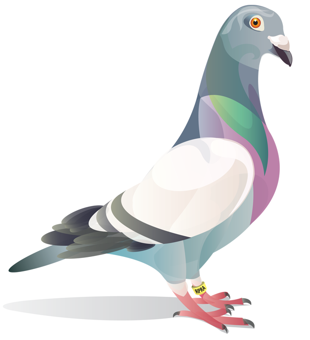 638x700 Pigeon Drawing