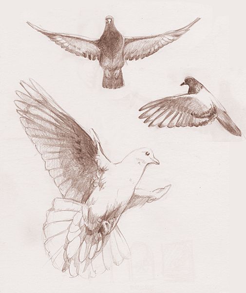 505x600 Flying Dove Studies By Redwattlebird On Birds